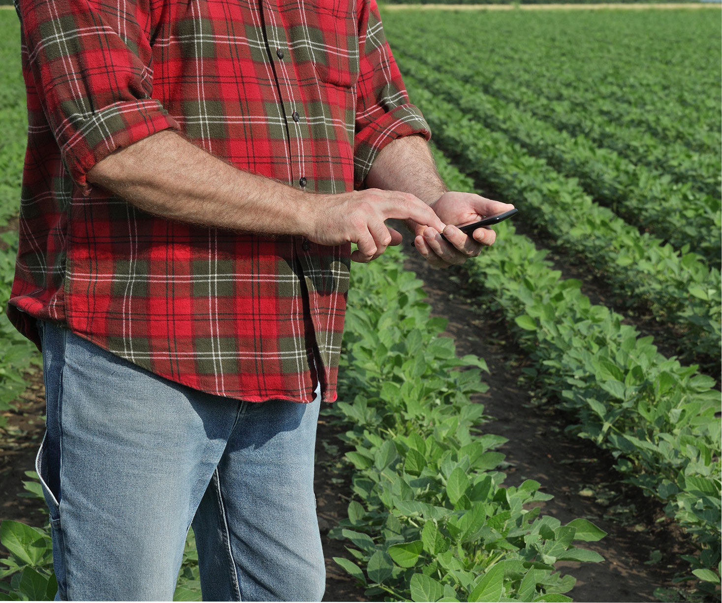 On Mobile Device In Bean Field