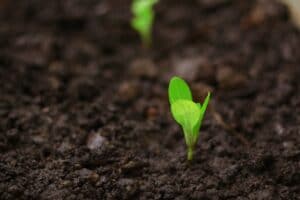 Seedlings For Planting