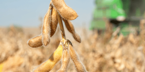 Grain Square