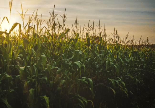 Growers Of Tomorrow ( )